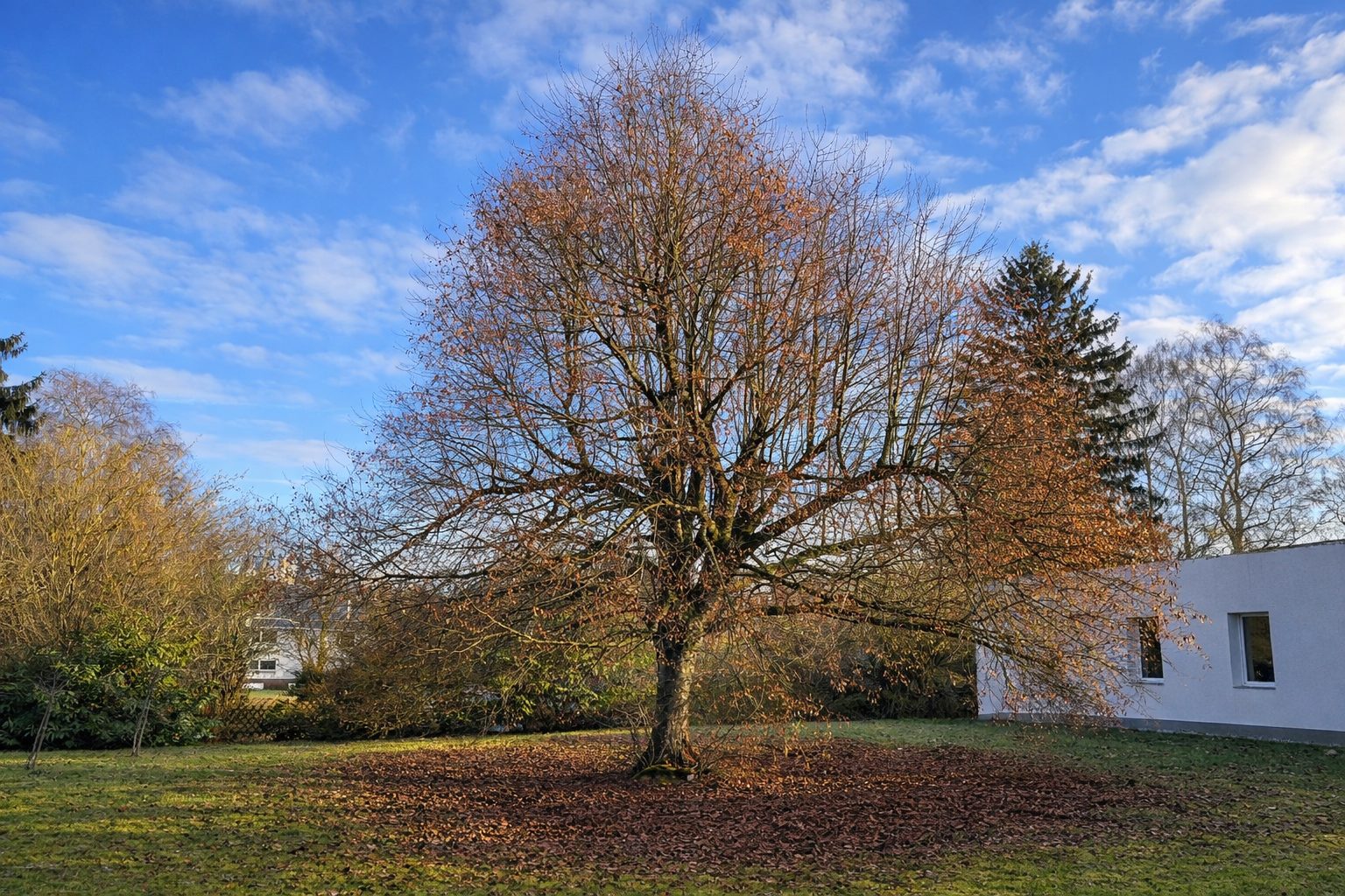 Haus der alten Bäume · Impression 5